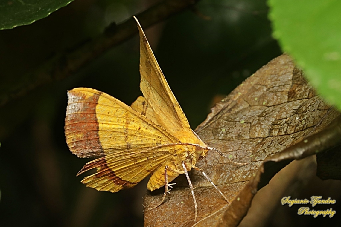 Geometrid moth, Hyperythra lutea, female lowerside, family Geometridae  Geotagged,Hyperythra lutea,Indonesia,Summer