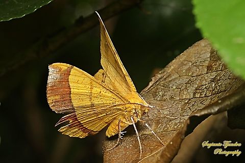 Geometrid moth, Hyperythra lutea, female lowerside, family Geometridae  Geotagged,Hyperythra lutea,Indonesia,Summer