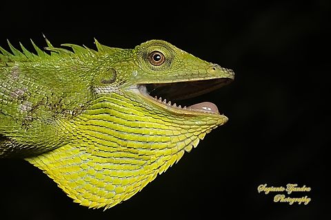 Bunglon/Green Crested Lizard, Bronchocela cristatella, Agamidae  Bronchocela cristatella,Geotagged,Green Crested Lizard,Indonesia,Summer