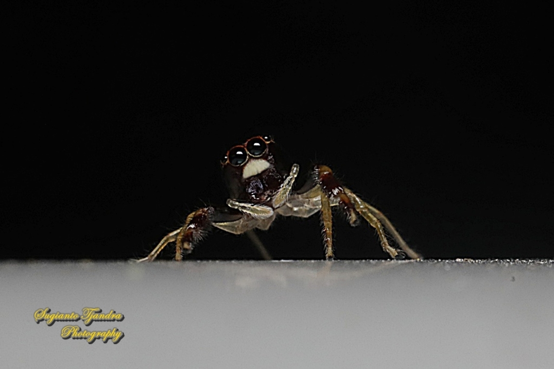 Jumping spider, Indopadilla sp., family Salticidae  Geotagged,Indonesia,Summer