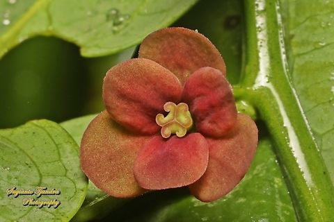 Kembang Katuk, Sweet leaf flower, Sauropus androgynus  Geotagged,Indonesia,Katuk,Sauropus androgynus,Summer