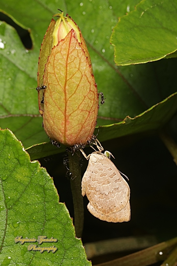 Round-band Brownie, Miletus gopara gopara, family Lycaenidae  Geotagged,Indonesia,Miletus gopara,Summer