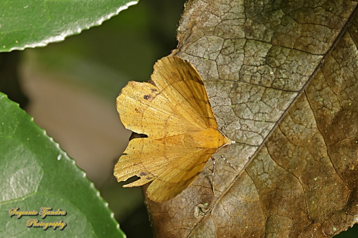 Geometrid moth, Hyperythra lutea, female upperside, family Geometridae  Geotagged,Hyperythra lutea,Indonesia,Summer