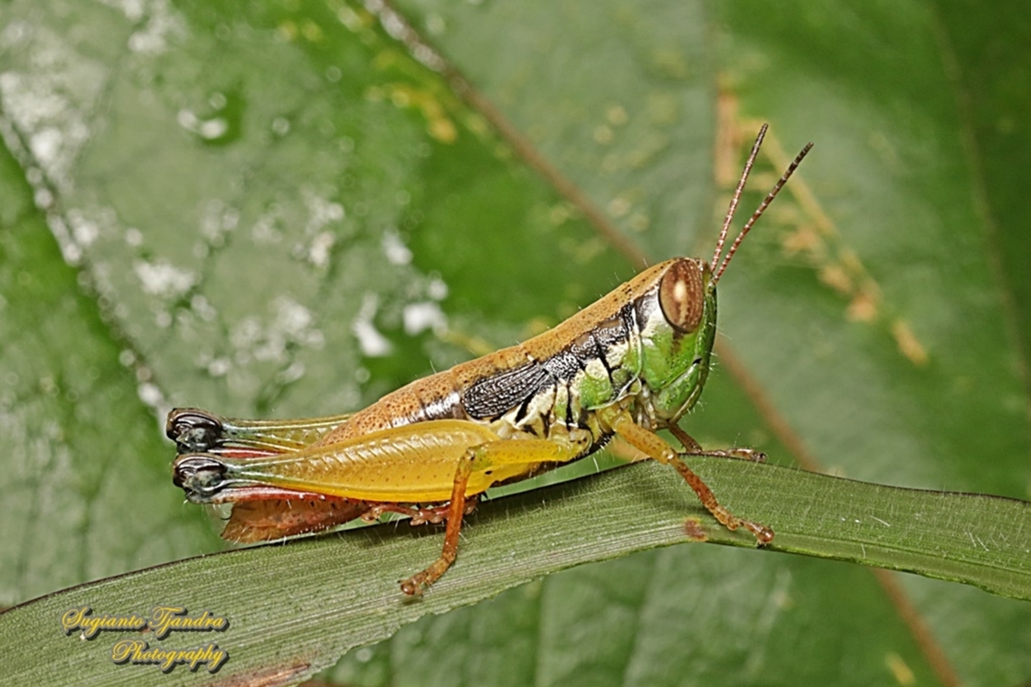 Grasshopper, Caryandra Spuria  Caryandra Spuria,Geotagged,Indonesia,Summer