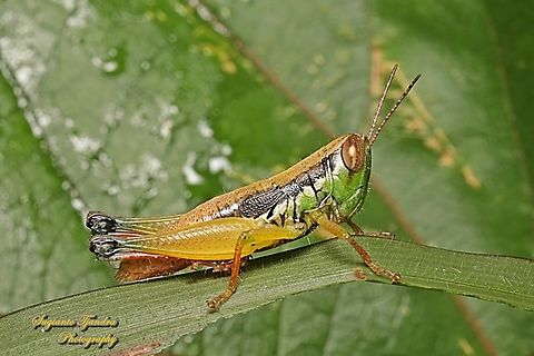 Grasshopper, Caryandra Spuria  Caryandra Spuria,Geotagged,Indonesia,Summer