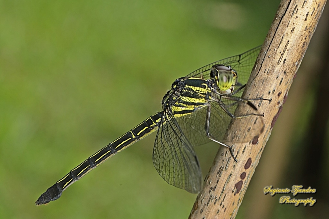 Line forest-skimmer, Cratilla lineata - female, family Libellulidae  Cratilla lineata,Geotagged,Indonesia,Line forest-skimmer,Summer