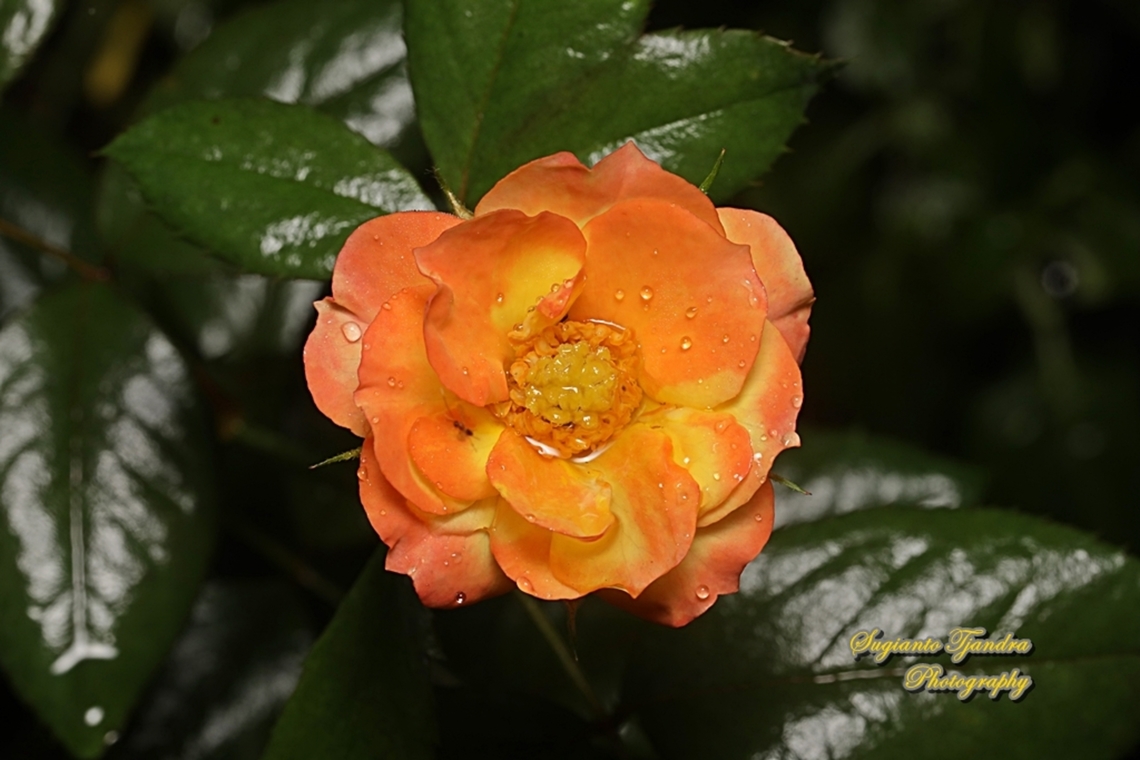 Rose flower, Rosaceae  Geotagged,Indonesia,Summer