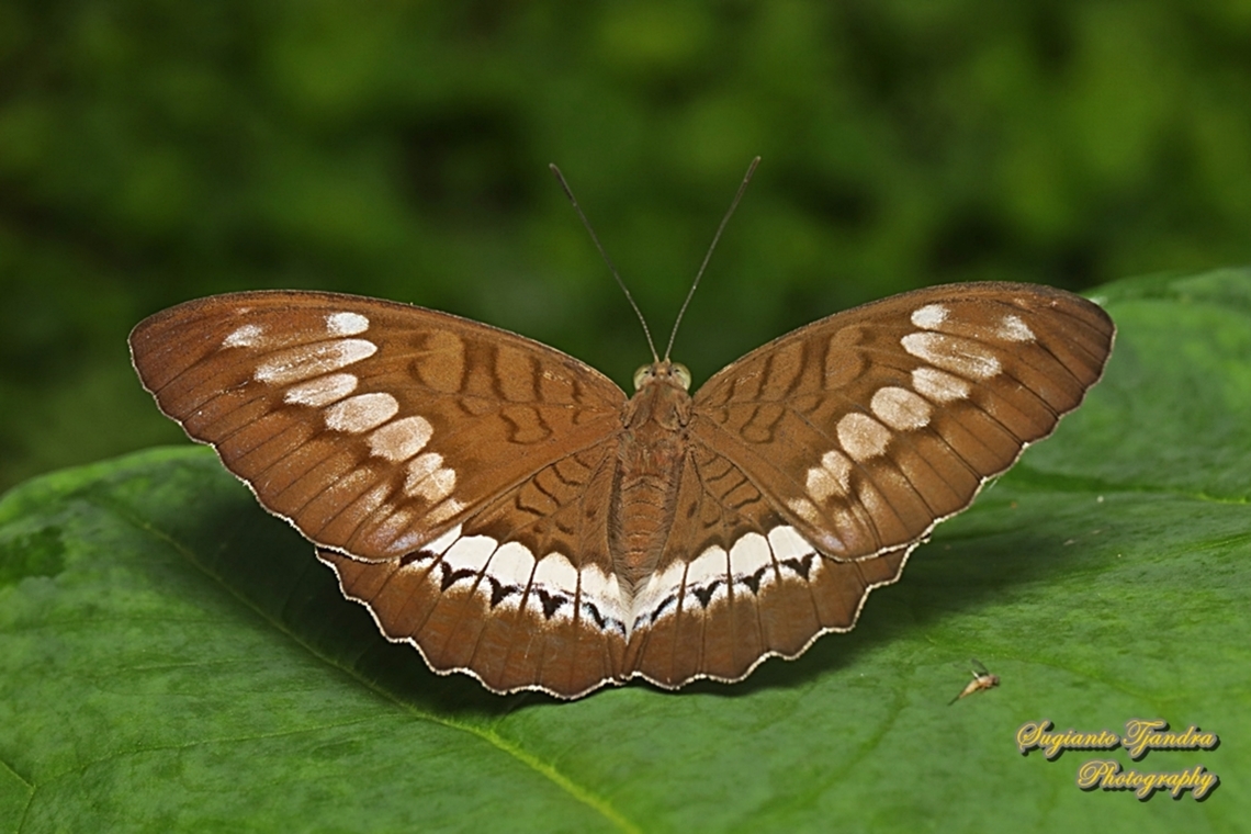 Tanaecia trigerta trigerta  Geotagged,Indonesia,Summer,Tanaecia trigerta