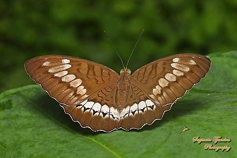 Tanaecia trigerta trigerta  Geotagged,Indonesia,Summer,Tanaecia trigerta