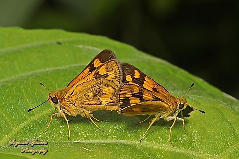Skipper Butterly, Yellow grass dart, Taractrocera archias archias "mating"  Geotagged,Indonesia,Summer,Taractrocera archia,Taractrocera archias