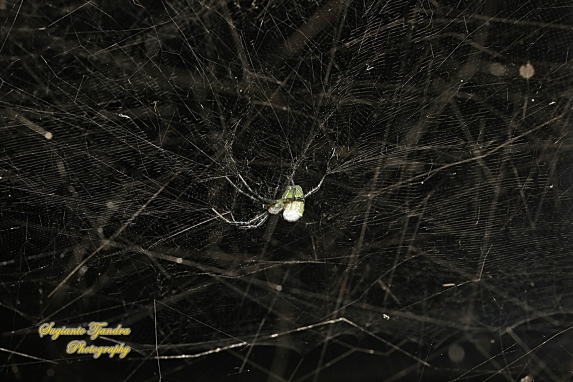 The Dome Tent-web spider (Cyrtophora moluccensis)  Cyrtophora moluccensis,Dome Tent Spider,Geotagged,Indonesia,Summer