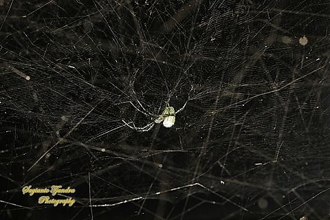 The Dome Tent-web spider (Cyrtophora moluccensis)  Cyrtophora moluccensis,Dome Tent Spider,Geotagged,Indonesia,Summer