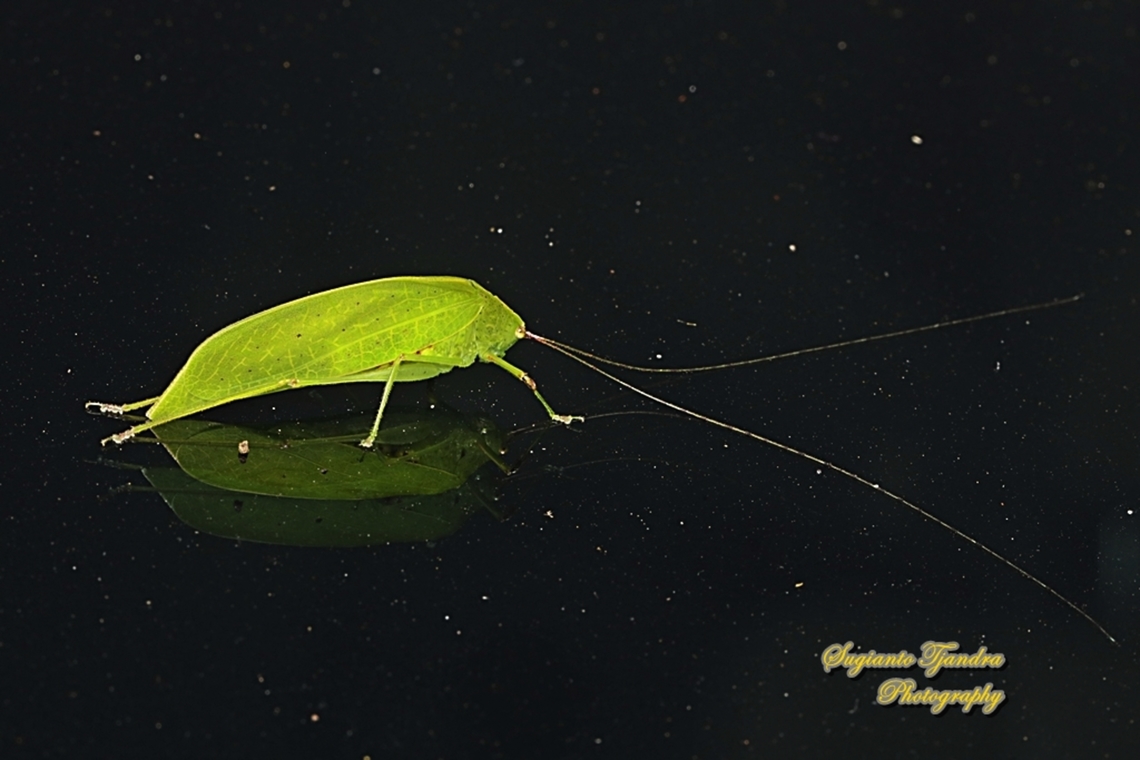 Giant leaf katydid, Pseudophyllus Sp (???), family Tettigoniidae "Reflections"  Geotagged,Indonesia,Summer
