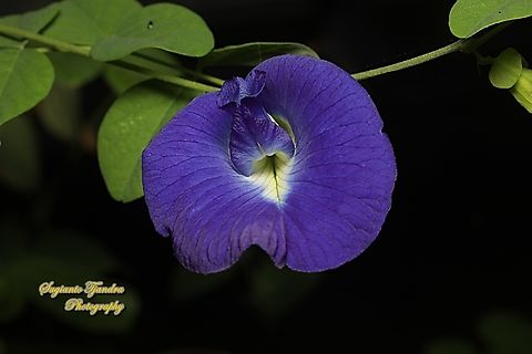 Kembang Telang, Blue Pea flower, Clitoria ternatea  Butterfly-pea,Clitoria ternatea,Geotagged,Indonesia,Summer