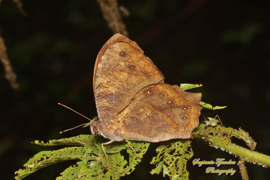 Common evening brown, Melanitis leda  Common evening brown,Geotagged,Indonesia,Melanitis leda,Summer