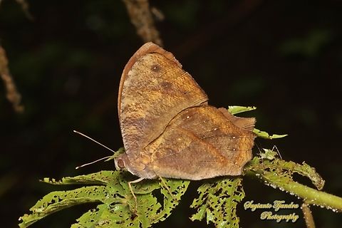 Common evening brown, Melanitis leda  Common evening brown,Geotagged,Indonesia,Melanitis leda,Summer