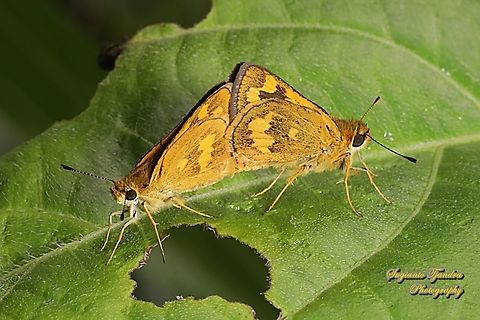 Skipper Butterly, Yellow Grass Dart, Taractrocera archias archias "mating"  Geotagged,Indonesia,Summer,Taractrocera archia,Taractrocera archias