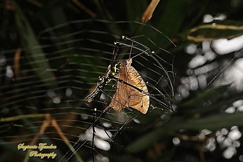 A Common evening brown butterfly, Melanitis leda was preyed by a Golden orb-web spider, Nephila Pilipes  Geotagged,Giant Golden Orbweaver,Indonesia,Nephila pilipes,Summer