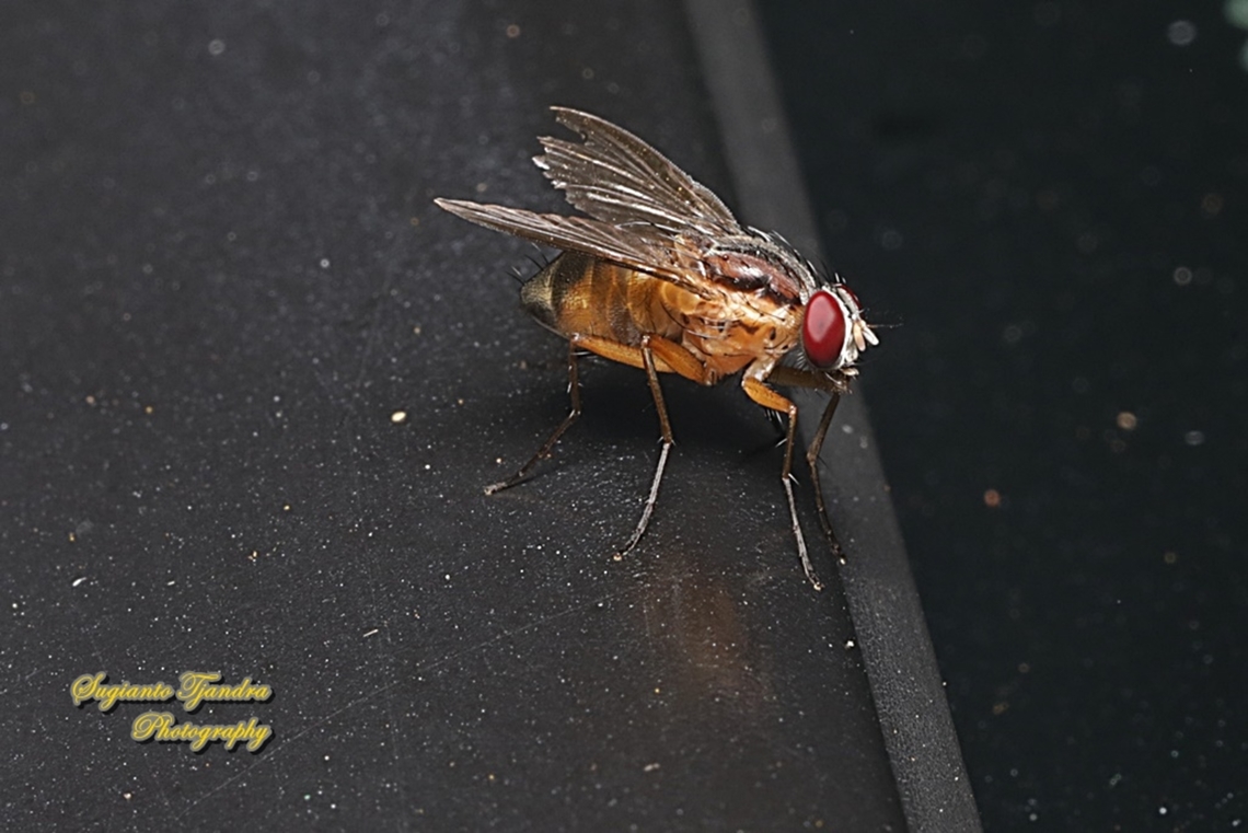 Orange Bush Fly, Dichaetomyia (Mulloch 1921)  Geotagged,Indonesia,Summer