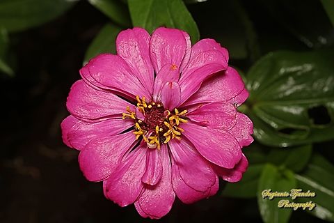 Zinnia flower, Zinnia elegans  Geotagged,Indonesia,Summer,Zinnia elegans