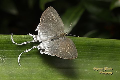Fluffy Tit butterfly, Zeltus amasa pompaedius - Upperside  Fluffy tit,Geotagged,Indonesia,Summer,Zeltus amasa