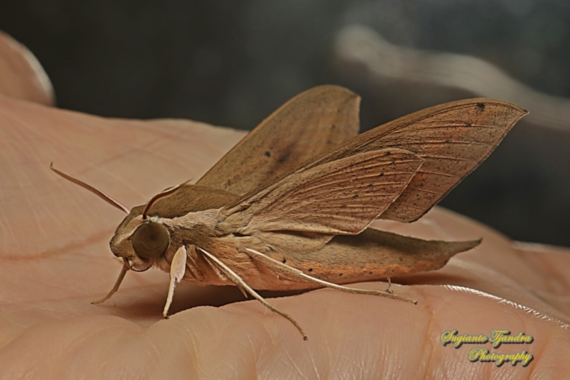 The pale brown hawk moth, Theretra latreillii ,family Sphingidae  Geotagged,Indonesia,Pale brown hawk moth,Summer,Theretra latreillii