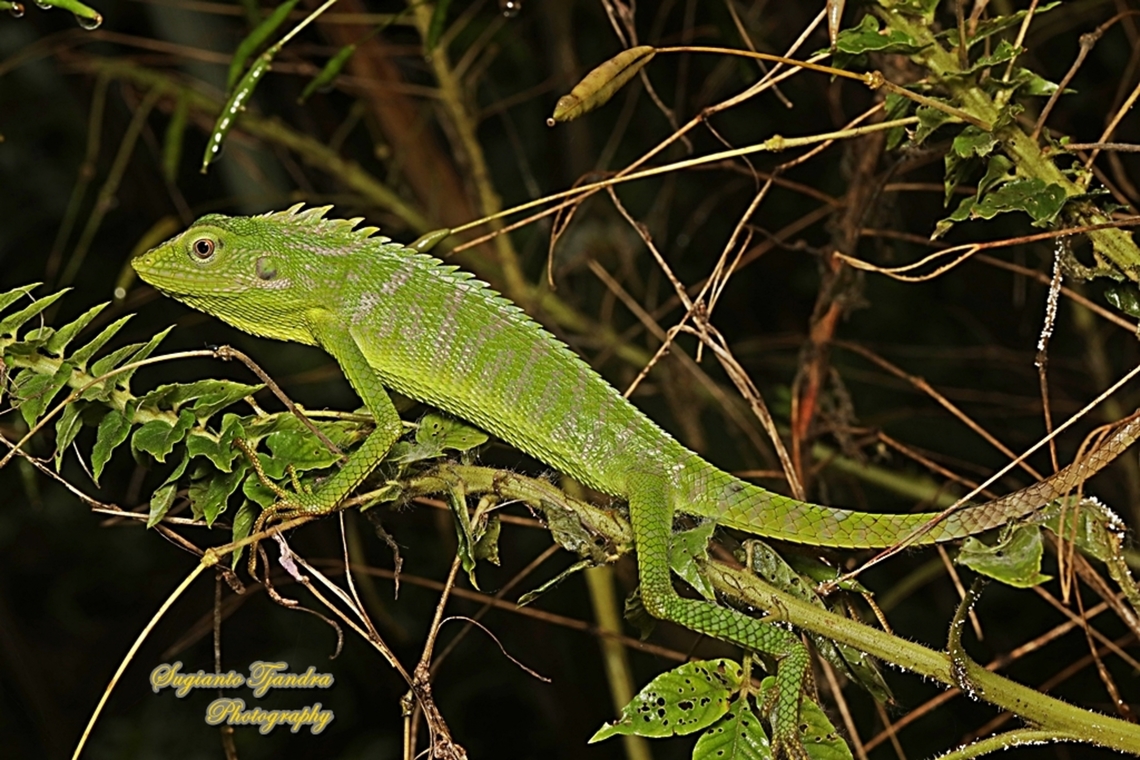 Bunglon/Green Crested Lizard, Bronchocela cristatella, Agamidae  Bronchocela cristatella,Geotagged,Green Crested Lizard,Indonesia,Summer