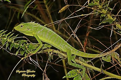 Bunglon/Green Crested Lizard, Bronchocela cristatella, Agamidae  Bronchocela cristatella,Geotagged,Green Crested Lizard,Indonesia,Summer