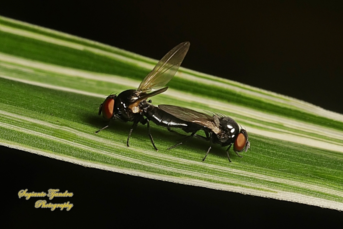 Lance flies, Lonchaea Sp., family Lonchaeidae "mating"  Geotagged,Indonesia,Summer