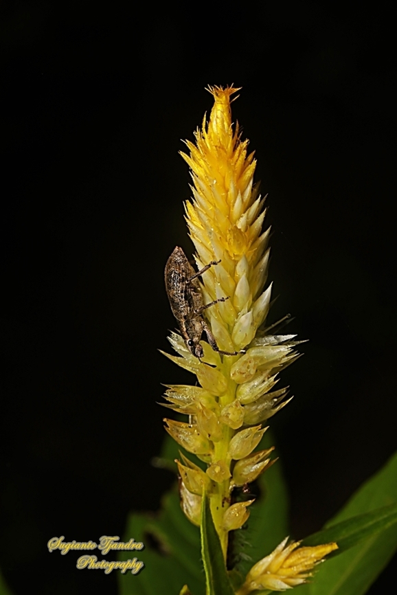 Weevil, Curculionoidea on a Plume Celosia flower, Celosia plumosa, family Amaranthaceae  Geotagged,Indonesia,Summer