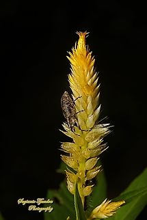 Weevil, Curculionoidea on a Plume Celosia flower, Celosia plumosa, family Amaranthaceae  Geotagged,Indonesia,Summer