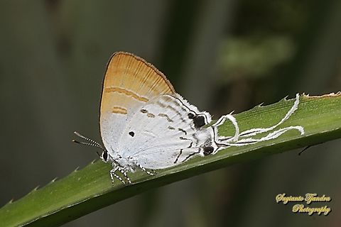 Fluffy Tit butterfly, Zeltus amasa pompaedius - Lowerside  Fluffy tit,Geotagged,Indonesia,Summer,Zeltus amasa