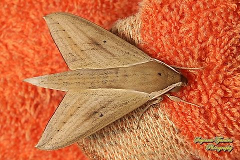 The pale brown hawk moth, Theretra latreillii ,family Sphingidae  Geotagged,Indonesia,Pale brown hawk moth,Summer,Theretra latreillii