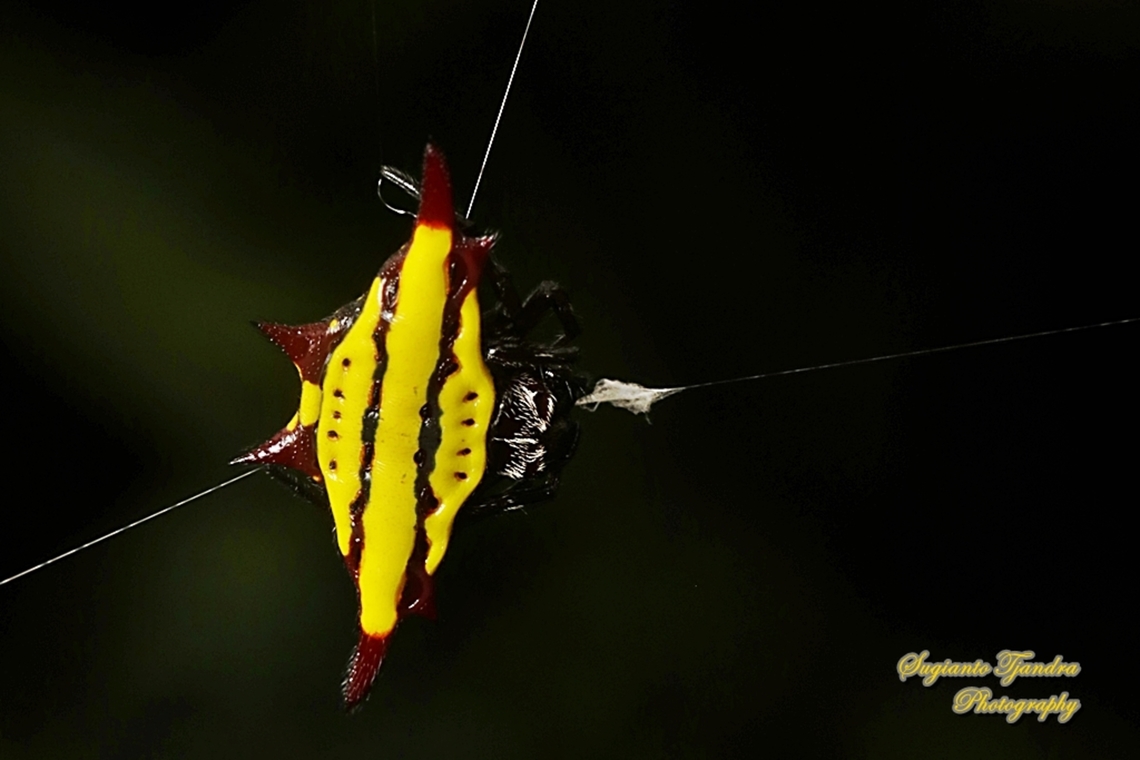 Spiny Back Orb Weaver Spider (Gasteracantha diadesmia)  Gasteracantha diadesmia,Geotagged,Indonesia,Summer