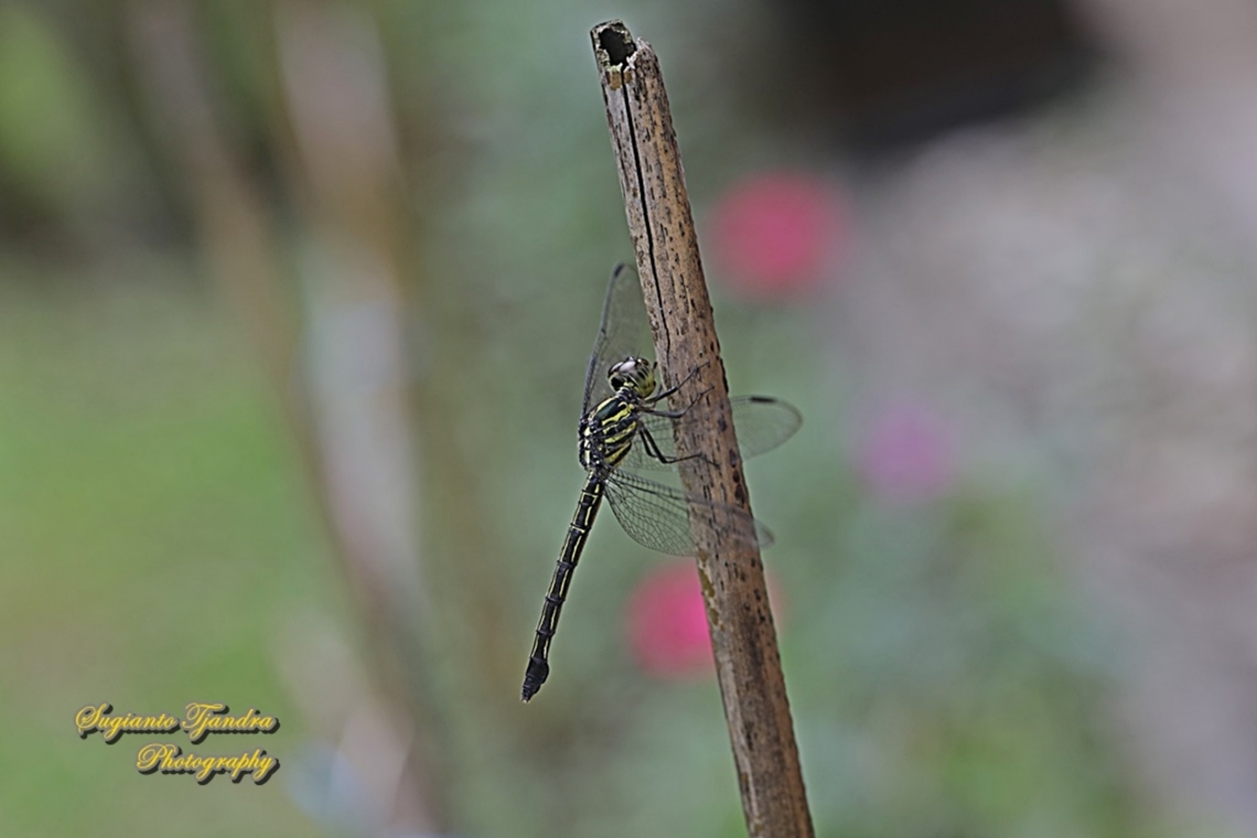 Line forest-skimmer, Cratilla lineata - female, family Libellulidae  Cratilla lineata,Geotagged,Indonesia,Line forest-skimmer,Summer