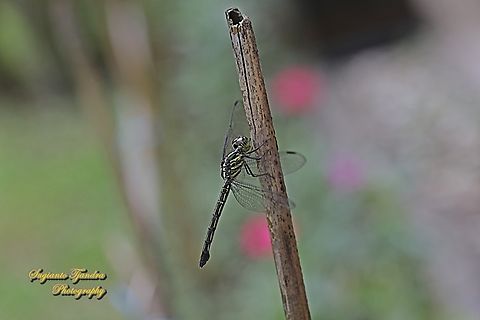Line forest-skimmer, Cratilla lineata - female, family Libellulidae  Cratilla lineata,Geotagged,Indonesia,Line forest-skimmer,Summer