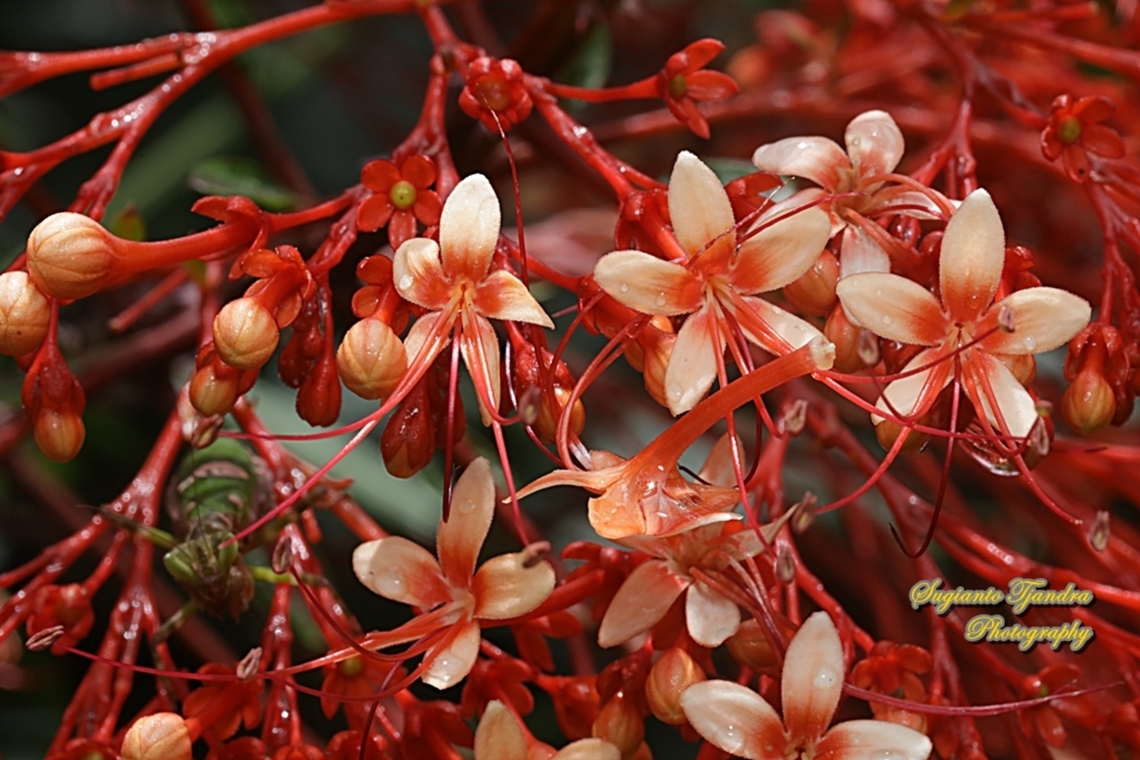 Pagoda flower, Clerodendrum paniculatum  Clerodendrum paniculatum,Geotagged,Indonesia,Pagoda Flower,Summer