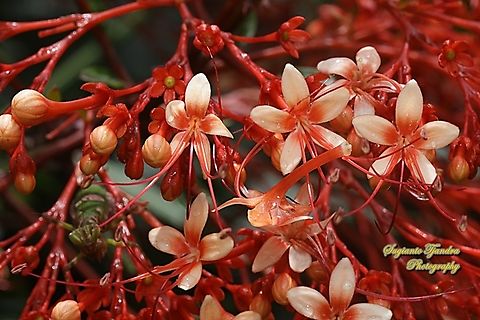 Pagoda flower, Clerodendrum paniculatum  Clerodendrum paniculatum,Geotagged,Indonesia,Pagoda Flower,Summer