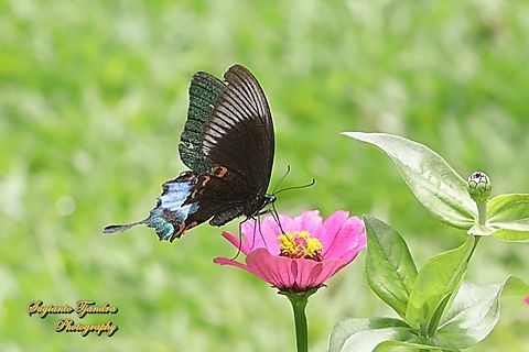 Jungle Jade Swallowtail, Malaysia  Geotagged,Indonesia,Jungle Jade Swallowtail,Papilio karna,Summer
