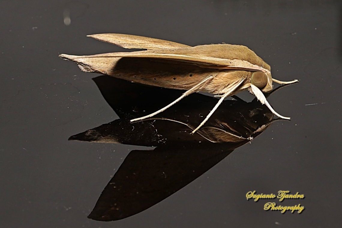 The pale brown hawk moth, Theretra latreillii ,family Sphingidae "Reflections"  Geotagged,Indonesia,Pale brown hawk moth,Summer,Theretra latreillii