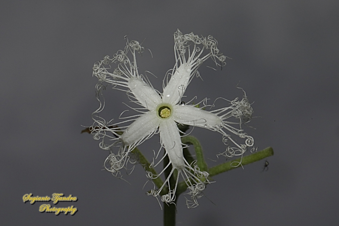 Snake gourd, Trichosanthes anguina, family Cucurbitaceae  Geotagged,Indonesia,Snake gourd,Summer,Trichosanthes cucumerina