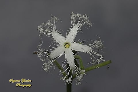 Snake gourd, Trichosanthes anguina, family Cucurbitaceae  Geotagged,Indonesia,Snake gourd,Summer,Trichosanthes cucumerina