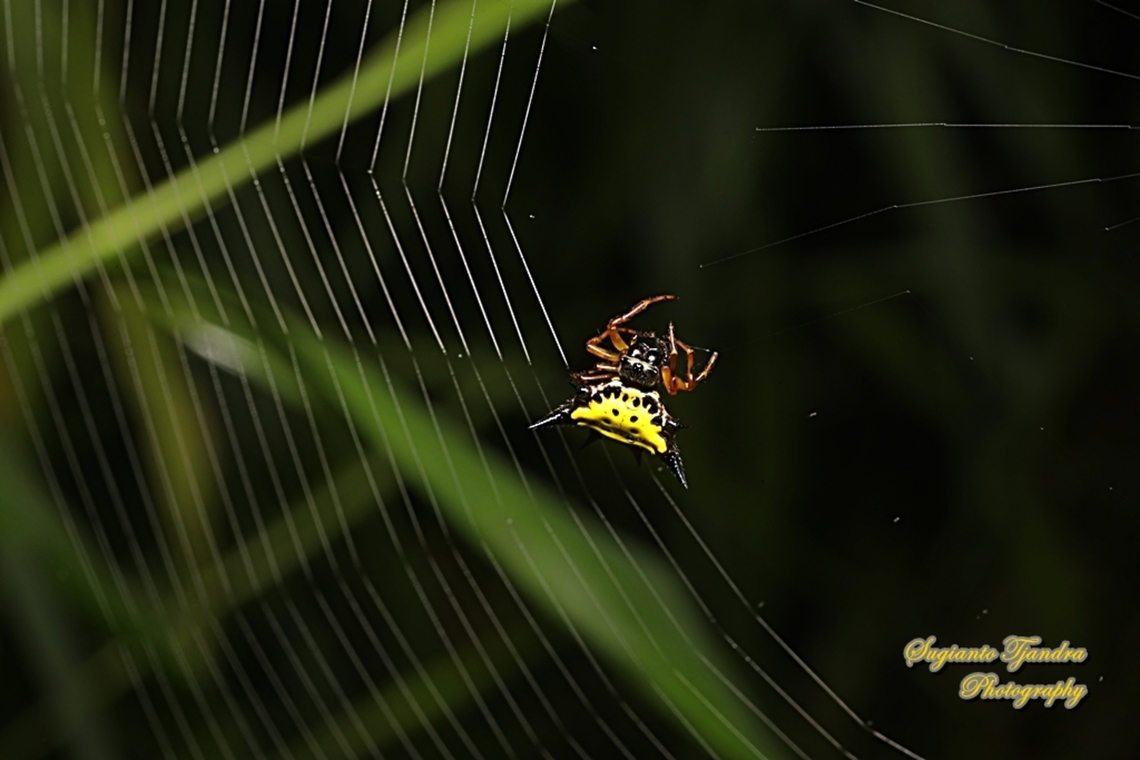 Hasselt's spiny spider, Macracantha haselti, formerly Gasteracantha hasselti, family Araneidae  Geotagged,Indonesia,Macracantha haselti,Macracantha hasselti,Summer
