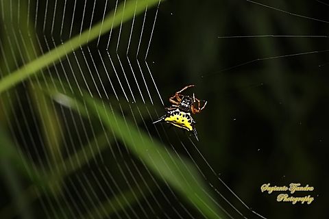 Hasselt's spiny spider, Macracantha haselti, formerly Gasteracantha hasselti, family Araneidae  Geotagged,Indonesia,Macracantha haselti,Macracantha hasselti,Summer
