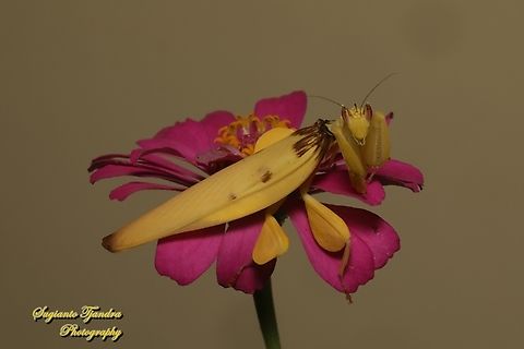Yellow Orchid mantis, Hymenopus coronatus (Hymenopodidae) "standing on the Zinnia flower"  Geotagged,Hymenopus coronatus,Indonesia,Malaysian Orchid Mantis,Summer
