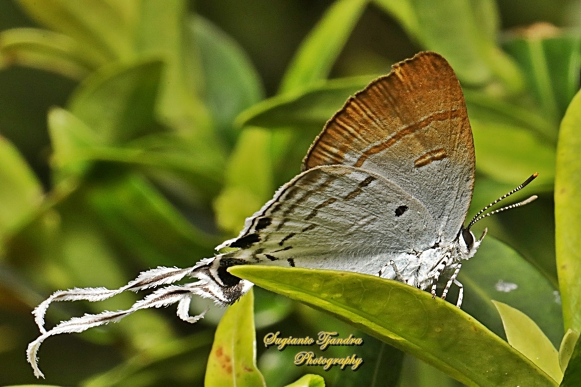 Fluffy Tit butterfly, Zeltus amasa pompaedius - Lowerside  Fluffy tit,Geotagged,Indonesia,Summer,Zeltus amasa