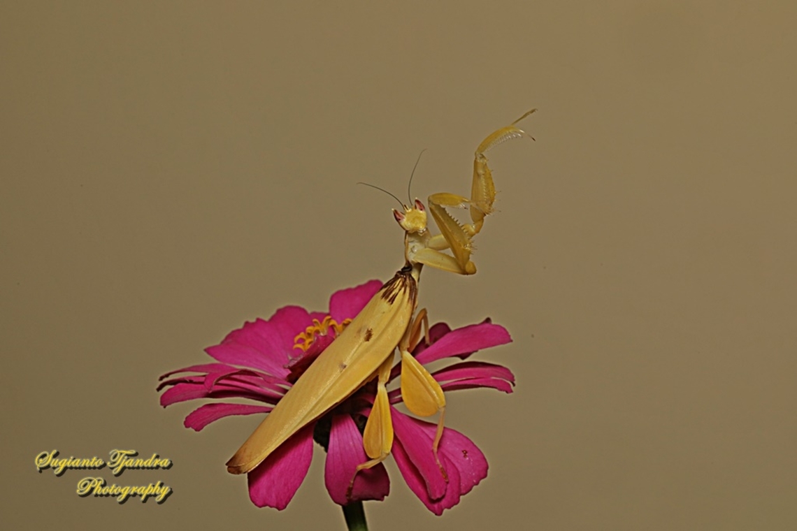 Yellow Orchid mantis, Hymenopus coronatus (Hymenopodidae) "Let's dance"  Geotagged,Hymenopus coronatus,Indonesia,Malaysian Orchid Mantis,Summer