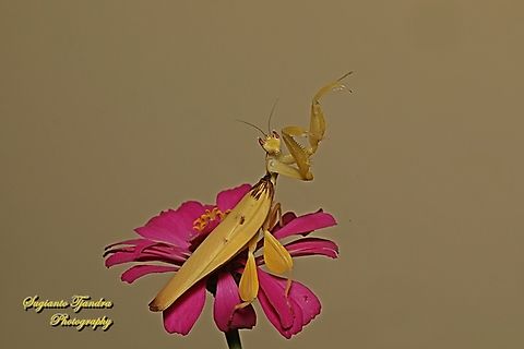 Yellow Orchid mantis, Hymenopus coronatus (Hymenopodidae) "Let's dance"  Geotagged,Hymenopus coronatus,Indonesia,Malaysian Orchid Mantis,Summer