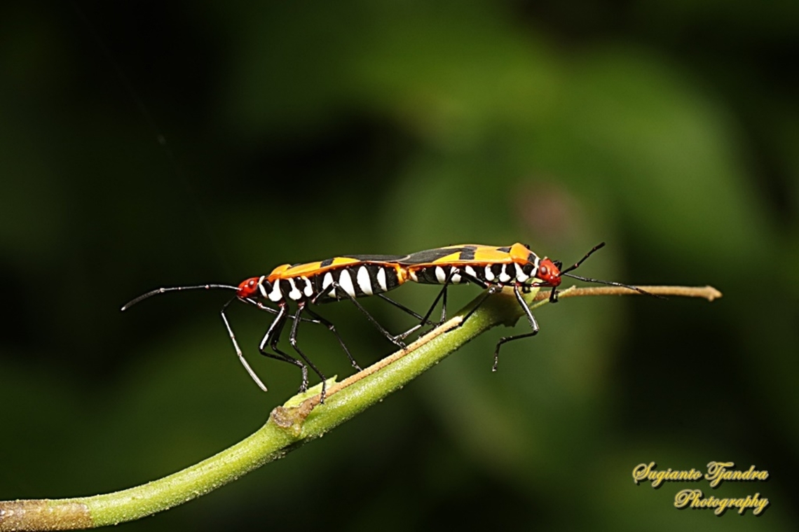 Red Cotton Stainer (Dysdercus cingulatus) "mating"  Dysdercus cingulatus,Geotagged,Indonesia,Red cotton bug,Summer
