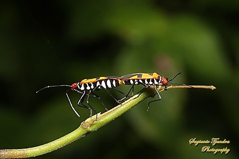 Red Cotton Stainer (Dysdercus cingulatus) "mating"  Dysdercus cingulatus,Geotagged,Indonesia,Red cotton bug,Summer